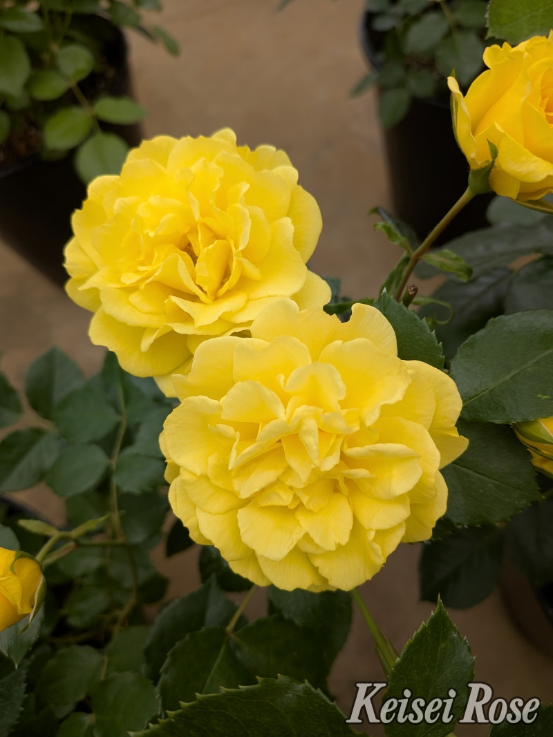 ゴールデン ストリート カラーズ｜バラ苗の通販の篠宮バラ園